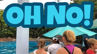 Dolphin jumps out of tank at Sea World Orlando FL July 31 2018 [upl. by Fleda]