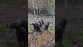 Gundog Training Labrador Retriever Steadiness Training Driven Shooting Picking up [upl. by Travis]