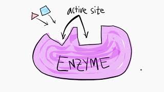 An Introduction to Enzymes [upl. by Ariew]