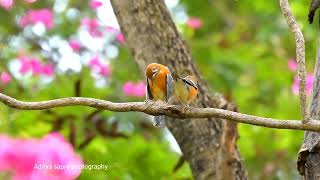 orangeheaded thrush call [upl. by Airogerg]