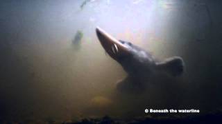 Atlantic Sturgeon Acipenser sturio Underwater UK [upl. by Anama]