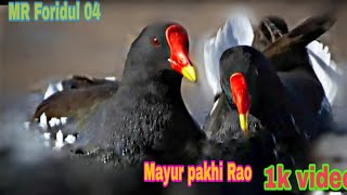 Mayur pakhi Rao 🌌 video MR Foridul 04 [upl. by Forelli]