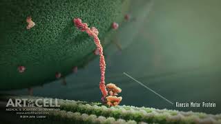 Kinesin Motor Protein and vesicle transport [upl. by Aydan]