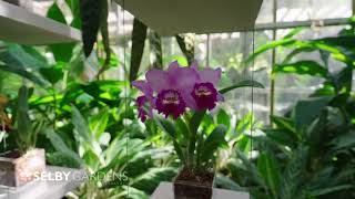 The Orchid Show 2023 [upl. by Yreffeg]