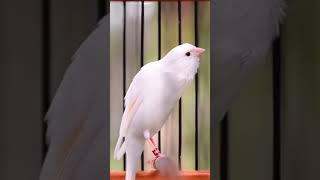 CANARY SINGING BIRDS SOUNDS AT ITS BEST  MELODIES CANARY BIRD SONG bird short canary [upl. by Lepp772]