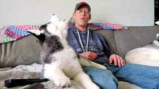 Husky Puppy Howling  Kira Finds Her Voice [upl. by O'Donoghue]