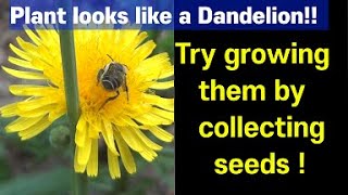 Common sowthistle Spring and summer edible herb resembling a dandelion time to harvest seeds [upl. by Wagner]