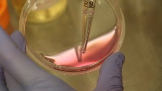 Aseptic Techniques Changing Cell Culture Media [upl. by Culosio528]