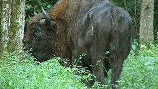 European bison wisent hunt in Poland [upl. by Irem]