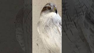 Siberian Goshawk One of the most incredible falconry birds on the planet [upl. by Eentirb]