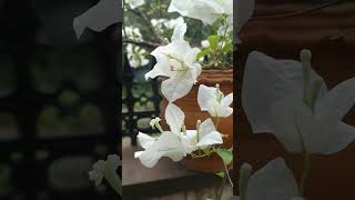 quotSerenity in Bloom The White Bougainvilleaquot [upl. by Merwyn]