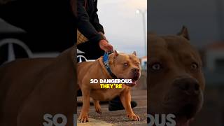 The most dangerous dog breed  xl bully dog bigdog xlbully [upl. by Edahsalof40]