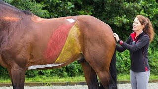 Videoblog Gisella Bartels Train de buik en rugspieren van je paard 1 [upl. by Gytle]