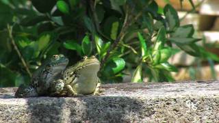 La grenouille et le papillon The Frog and the Butterfly [upl. by Giffard999]