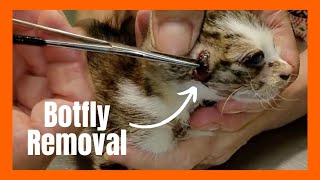 Botflies removal from Cats [upl. by Nettie]