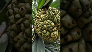 தாழம்பூ✨ தாழைமரம்🌳 தாழை காய்🍍 thalampoo shorts exotic flowers yt pandanus video fruit ytfeed [upl. by Ralfston]