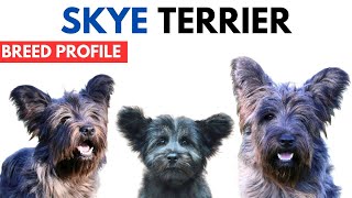 Skye Terrier Breed Profile History  Price  Traits  Skye Terrier Grooming Needs  Lifespan [upl. by Sivert]