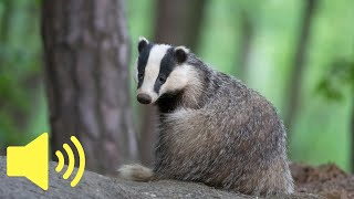 What does a Badger sound like  Animal Sounds [upl. by Rachael]