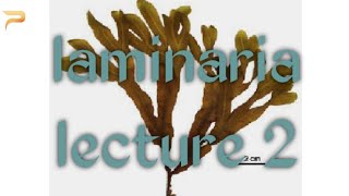 Reproduction in laminaria for class BSc BS [upl. by Litta]