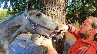 Horse gets INSTANT RELIEF full horse cleaning [upl. by Eskil]