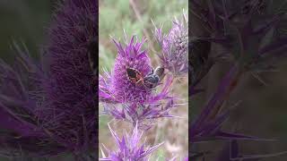 Assassin bug attempts to grab a Megachile bee [upl. by Crispas550]