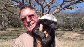 Trying to Hold A Squirmy Baby Honey Badger  Meet Julius  Moholoholo Rehab Centre South Africa [upl. by Peti]