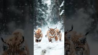 Adorable Trio Lynx Kittens Discover the Wild [upl. by Magas]