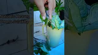 🤩 Syngonium podophyllum Best indoor plant for decoration pleasesubscribemychannel naturenew [upl. by Aiciram495]