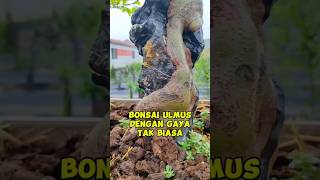 bonsai ulmus inspirasibonsai [upl. by Malas]