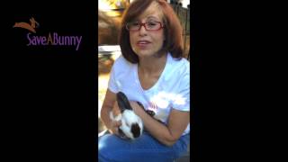 Adopting Baby Bunnies versus Adult Rabbits [upl. by Llechtim]