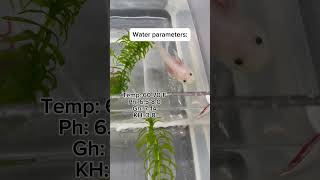 Baby Axolotl CareHow to Care for Baby Axolotls axolotl axolotls fishcare aquarium fishkeeping [upl. by Labina858]