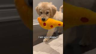 I am your doggy you listen to me 😏 puppy goldenretriever dogs puppies dogshorts dog [upl. by Burger]