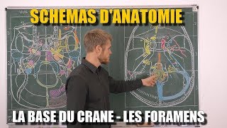 ANATOMIE DU CRÂNE  La base du crâne  Les foramens et leur contenu Partie 3 [upl. by Artied243]