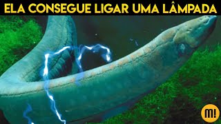 Um peixe elétrico consegue mesmo ligar uma lâmpada [upl. by Ihculo]