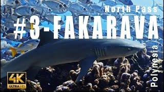 Tahiti 3  Dive in the Fakarava North Pass Atoll of Fakarava Tuamotu Archipelago  4k  Showreel [upl. by Vookles]