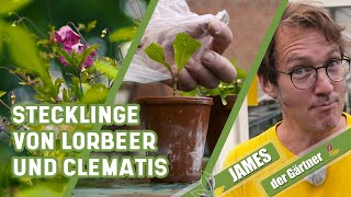 So vermehrt man Lorbeer und Clematis über Stecklinge  James der Gärtner [upl. by Paulie]