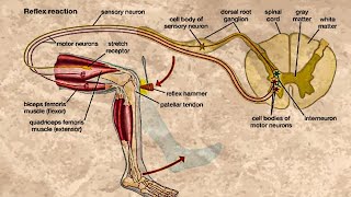 CLASSIFICATION OF REFLEXES [upl. by Kcirdaed]