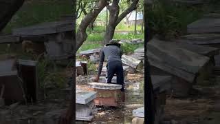 Wrong placement of an Apiary  Avoid these types of areas for bees मधुमक्खी [upl. by Bergerac]