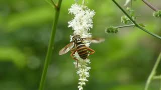 Waspmimicking Hoverfly Licks Flowers of False Goats Beard [upl. by Carmella787]