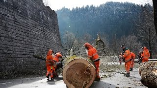 Holzfäller lassen uralte Eschen auf B31 stürzen [upl. by Aitsirhc]