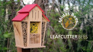 Midas Bees  SOLITARY LEAFCUTTER BEES   The Green Acre [upl. by Novert876]