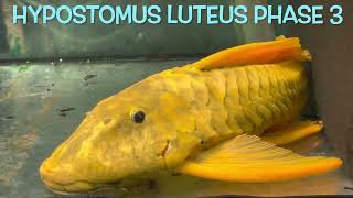 Hypostomus luteus PHASE 2 and 3 [upl. by Ammann]