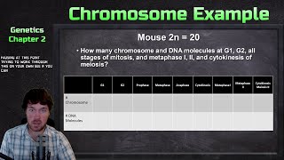 Counting Chromosomes and DNA Molecules in Mitosis and Meiosis Example Problem  Genetics [upl. by Kowalski]