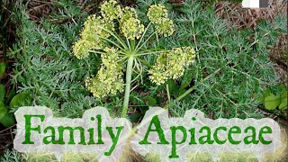 Family Apiaceae  Umbelliferae  Carrot family  Angiosperms HarumkiAmma [upl. by Elaen]