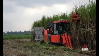 whole stalk sugar cane harvester [upl. by Nosnibor]