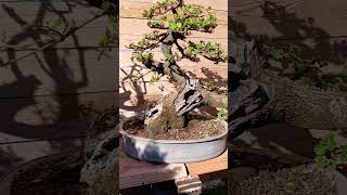 Ilex bonsai [upl. by Kreda]