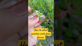 Collecting purslane seeds for next season shortsfeed gardenflowers plants gardening shorts [upl. by Naul178]