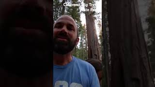 South Grove of Sequoias  Calaveras Big Trees State Park shorts sequoia california [upl. by Somar]