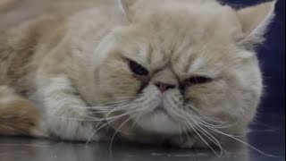 CATS – Brachycephalic cats a common syndrome in Exotic and Persian cats [upl. by Morrell551]