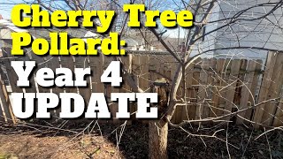 Wild Cherry Tree Pollard 4Year Update [upl. by Emyaj]